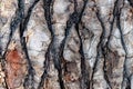 Tree bark close-up. Background with the rough surface of the bark of the tree Royalty Free Stock Photo