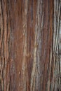 Tree Bark Close Up Royalty Free Stock Photo