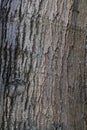 Tree bark in close up Royalty Free Stock Photo