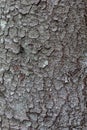 tree bark close up the exfoliating bark of the tree light gradient natural structure texture