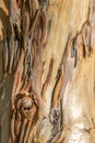 tree bark close up A Royalty Free Stock Photo