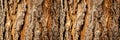 Tree bark close-up, horizontal layout Royalty Free Stock Photo