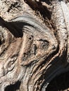 Tree bark close up, Mount Shasta, CA