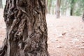 Tree bark close-up. The structure of the crust. The background is brown Royalty Free Stock Photo