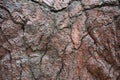 Tree bark close-up. The structure of the crust. The background is brown Royalty Free Stock Photo