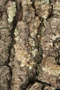 Tree bark Royalty Free Stock Photo