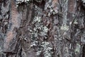 Tree bark close-up, tree background