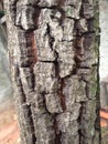 tree bark close up Royalty Free Stock Photo