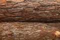 Tree bark closeup. wood texture. wooden background Royalty Free Stock Photo