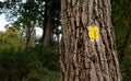 Tree bark in close-up with yellow hiking trail marker painted on