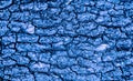 Tree bark closeup in dark bluetonality Royalty Free Stock Photo