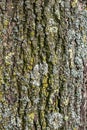 Tree bark closeup texture background Royalty Free Stock Photo