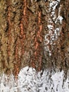 Tree bark closeup with white snow and green moss. Background tree bark with lichen growing vertically Royalty Free Stock Photo