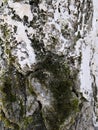 Tree bark closeup with white snow and green moss. Background tree bark with lichen growing vertically Royalty Free Stock Photo