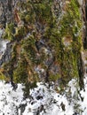 Tree bark closeup with white snow and green moss. Background tree bark with lichen growing vertically Royalty Free Stock Photo