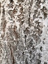 Tree bark closeup with white snow and green moss. Background tree bark with lichen growing vertically Royalty Free Stock Photo