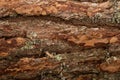 Tree bark closeup. wood texture. wooden background Royalty Free Stock Photo