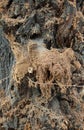 Tree bark with cobwebs and growths. Infected plant. Creepy background, Halloween