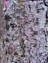 Tree bark with colorful mossy textured background images Royalty Free Stock Photo