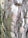 Tree bark with colorful mossy textured background images Royalty Free Stock Photo