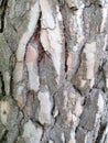Tree bark with colorful mossy textured background images Royalty Free Stock Photo