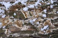 Tree bark cover with mold and moss and snow textured background Royalty Free Stock Photo