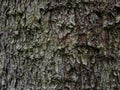 Tree bark covered with different moss and lichen. Moss growing on bark of tree trunk Royalty Free Stock Photo