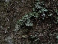 Tree bark covered with different moss and lichen. Moss growing on bark of tree trunk Royalty Free Stock Photo