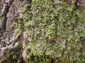 Tree bark covered with different moss and lichen. Moss growing on bark of tree trunk Royalty Free Stock Photo