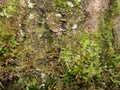 Tree bark covered with different moss and lichen. Moss growing on bark of tree trunk Royalty Free Stock Photo