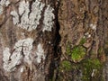 Tree bark covered with different moss and lichen. Moss growing on bark of tree trunk Royalty Free Stock Photo