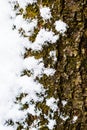 Tree bark covered in fresh snow