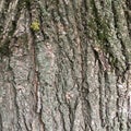 Tree bark covered by green moss. Natural abstraction.