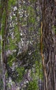 Tree bark covered in moss and fungus texture Royalty Free Stock Photo