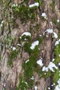 Tree bark covered with moss, lichen and snow Royalty Free Stock Photo