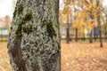 tree bark covered with moss, tree trunk. Royalty Free Stock Photo