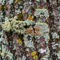 Tree bark covered with various types of lichen Lecanora sp. and Royalty Free Stock Photo