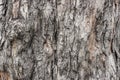 Tree bark