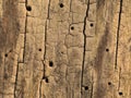 Cracked wood surface with holes dug by beetles Royalty Free Stock Photo