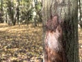 Tree Bark Damage In Autumn Forest With Fallen Leaves On Ground Royalty Free Stock Photo