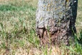 Tree bark damage caused from weed eater Royalty Free Stock Photo