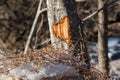 Tree bark damaged after ices passing Royalty Free Stock Photo