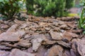 Tree bark for decoration and mulching in landscape design. Tree bark texture background closeup. Royalty Free Stock Photo