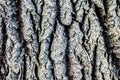 Tree bark Royalty Free Stock Photo