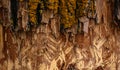 Tree bark destroyed by beavers Royalty Free Stock Photo