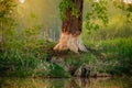Tree bark destroyed by beavers Royalty Free Stock Photo