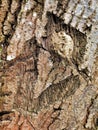 Tree bark detailed texture for wallpaper or background. Natural surface close up Royalty Free Stock Photo