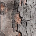 Tree bark digital background