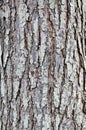 The tree bark is dry Royalty Free Stock Photo