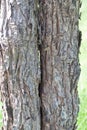 Tree bark, Royalty Free Stock Photo
